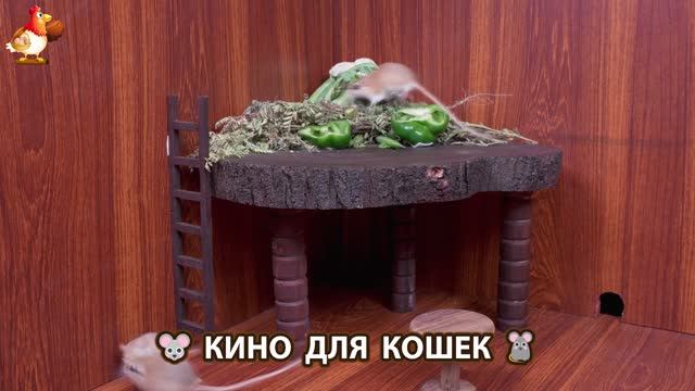 Видео для кошек про крысок развлекать питомцев 🐭🐀😂 (93)
