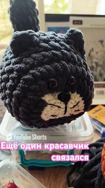 майские коты 🐱