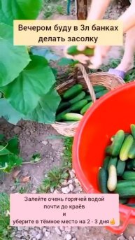 СЕКРЕТ БОЛЬШОГО УРОЖАЯ ОГУРЦОВ