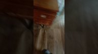 новый вид снюсоеда