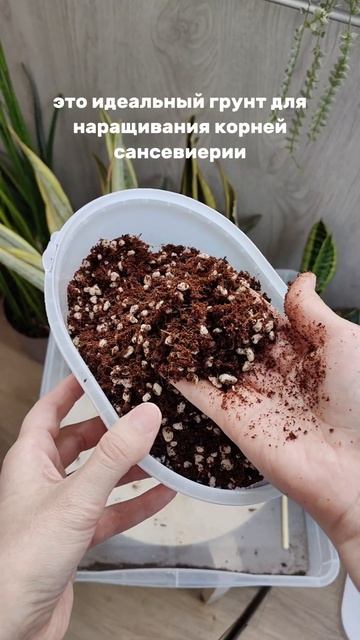 Реанимация сансевиерии