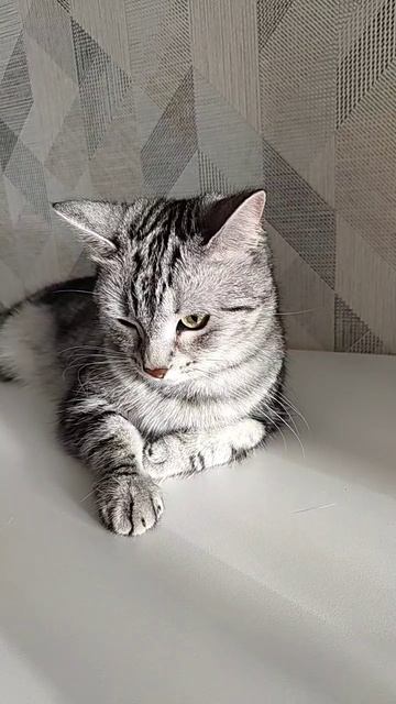 Кошка умывается