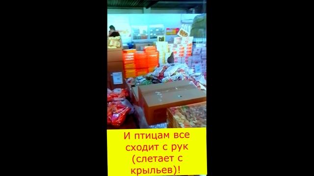 наглые птицы