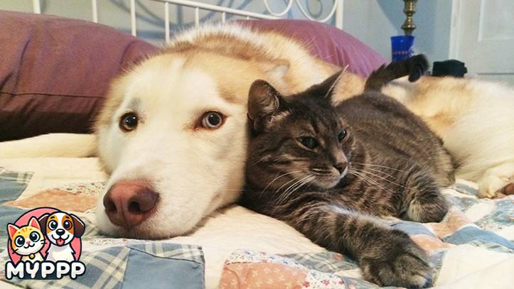 Они разные, но вместе — сила! 🐶🐱