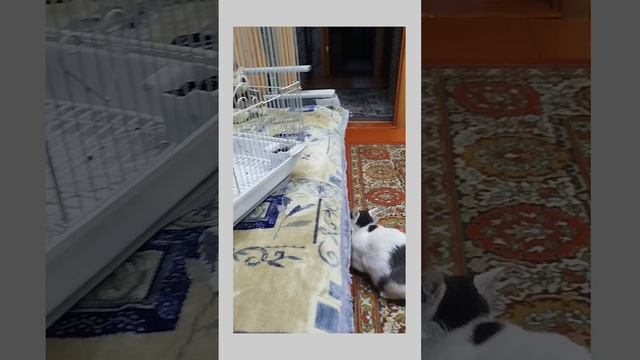 Биба и Боба