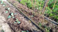 Высадка капусты в ОГ .Подкормка капусты и клубники