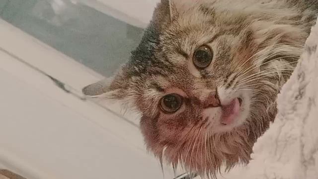 Котик показал на что способен!)