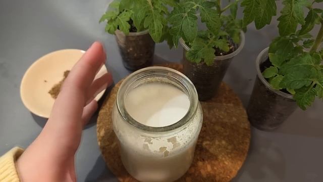 🌱 ЭТОТ СПОСОБ ВЫРАЩИВАНИЯ РАССАДЫ ДАЁТ ТОЛСТЫЕ КОРЕНАСТЫЕ СТЕБЛИ! Собираю урожай ТОННАМИ
