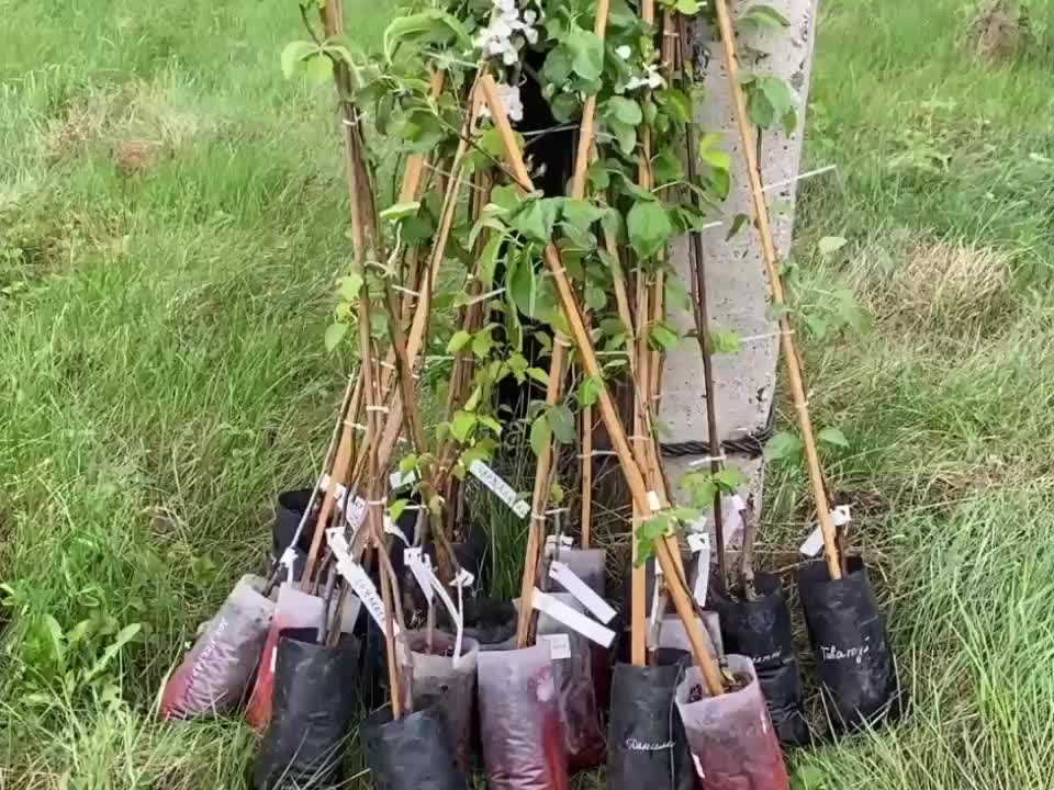 В Ясных Полянах высадили деревья в парке