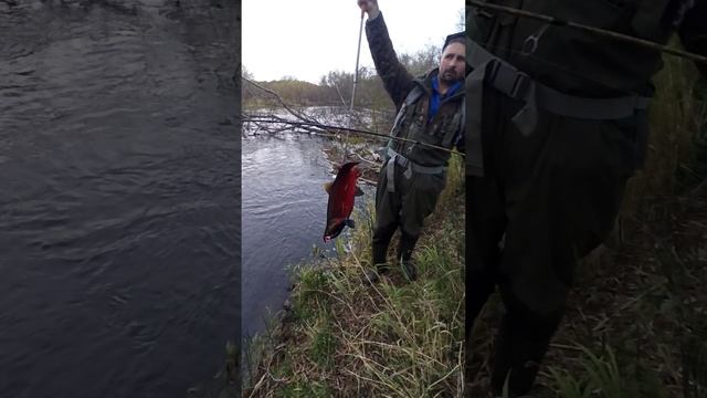 Рыбалка на Камчатке. Рыба Кижуч самец в брачном наряде. Блесна блюфокс №4 .