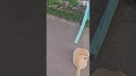У ребят сегодня неспокойно 😼🔊🐈⬛🐈🐕