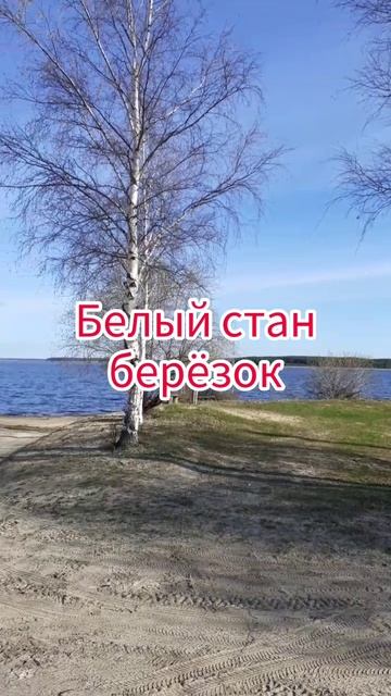 Белый стан берёзок