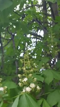 Каштаны в Ростове. Путешествуем по городу южному