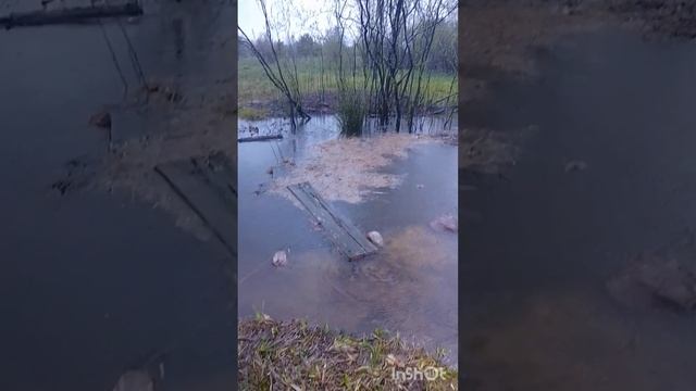 Половодье в мае😳. Третье за весну...