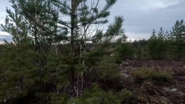 ОСТАЛСЯ НА НОЧЬ В ЛЕСУ ПОД ЁЛКОЙ И ОБАЛДЕЛ. НОЧЁВКА В ГЛУШИ. ПОПАЛ В НЕПОГОДУ В ЛЕСУ.