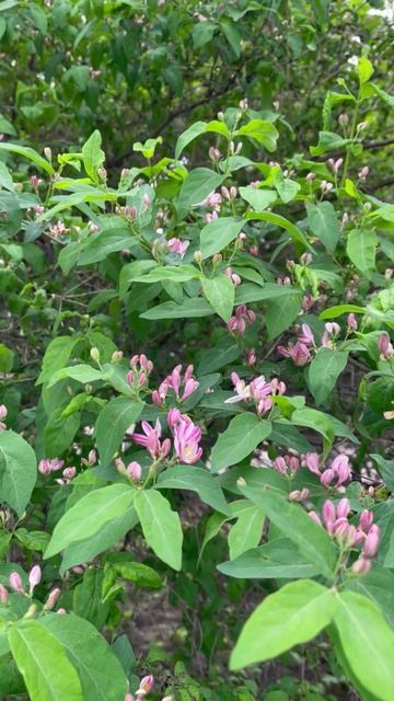 Жимолость татарская (лат. Lonícera tatárica) #цветы #garden #садиогород #растения