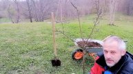 Огромные сочные яблоки с любой яблони. В чем секрет? Как заставить яблоню плодоносить?