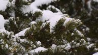 Природа в спектрах, невидимых человеческому глазу - технологии открывают тайны! - Higher Level ft. Z