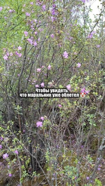 Забыла ещё добавить, что бронировала домик в феврале.

А если серьезно, красивый цветущий⬇️