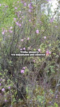 Забыла ещё добавить, что бронировала домик в феврале.
А если серьезно, красивый цветущий⬇️