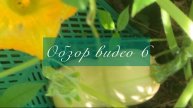 Тыква гитара и ароматная земляника среди тропических пальм.