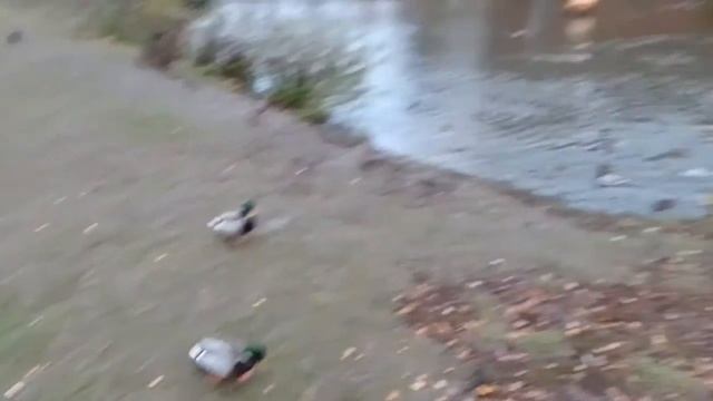 🦆
