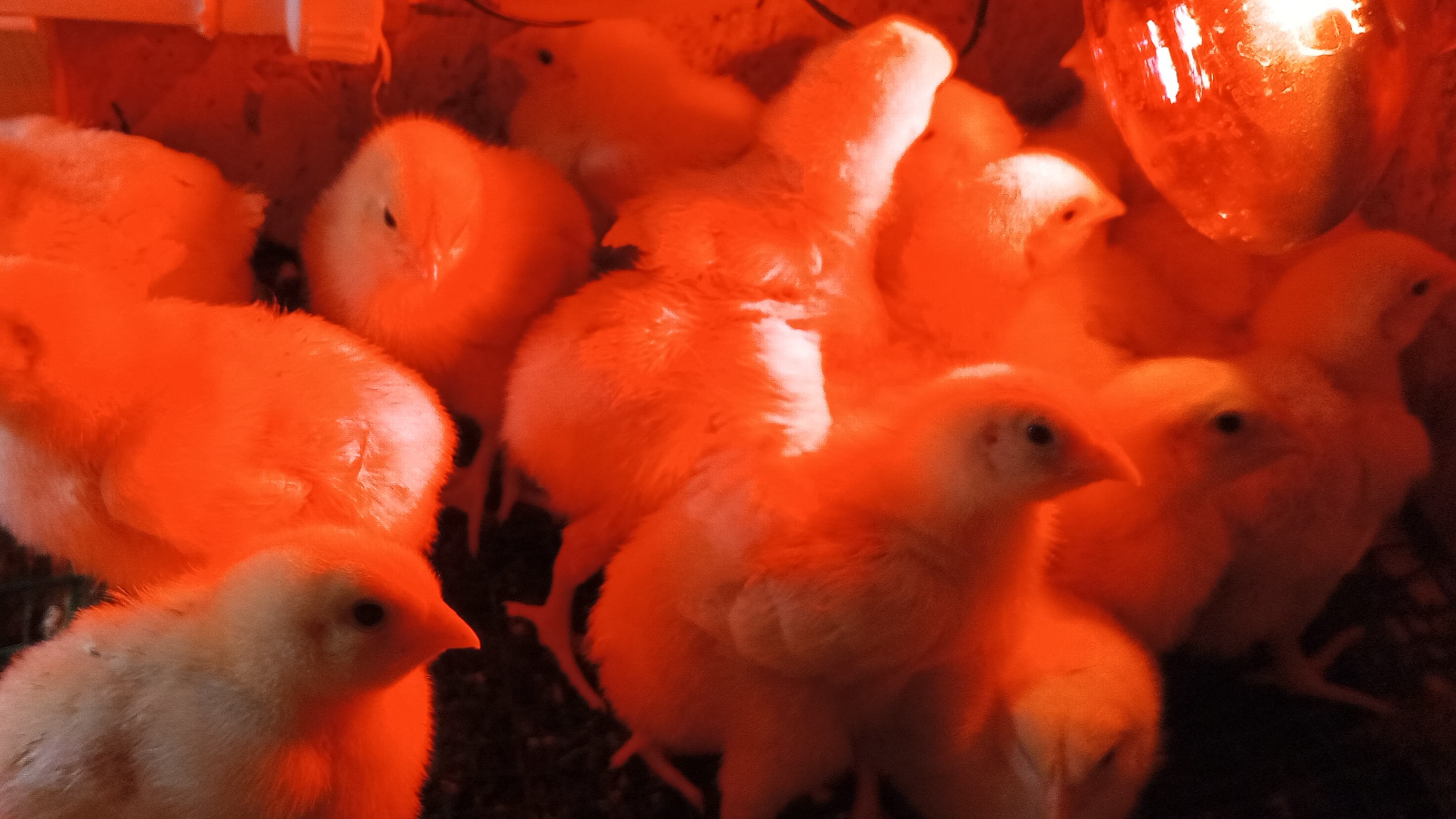 Вечернее кормление индюшат ,гусят,кур и бройлеров 11-05-2025