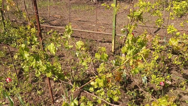 Дача 🏡. С добрым утром 🌄. 11.05.25.Часть2.