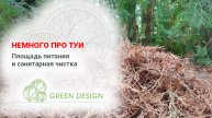 Немного про туи: площадь питания и санитарная чистка