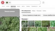 Определение Яндексом по фото сорняка: Людовика Сильвер Квин