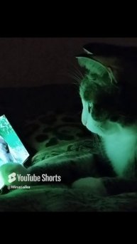 Свет мой, зеркальце🐱