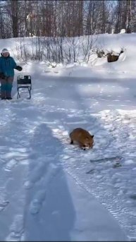 АХ, какая Рыжая...