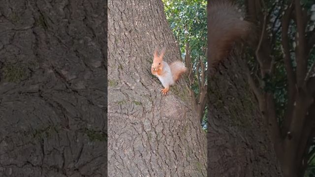 Белочку кормят с рук