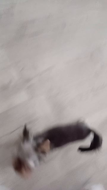Там где я там и собака