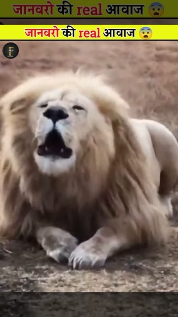 Animal's real sound