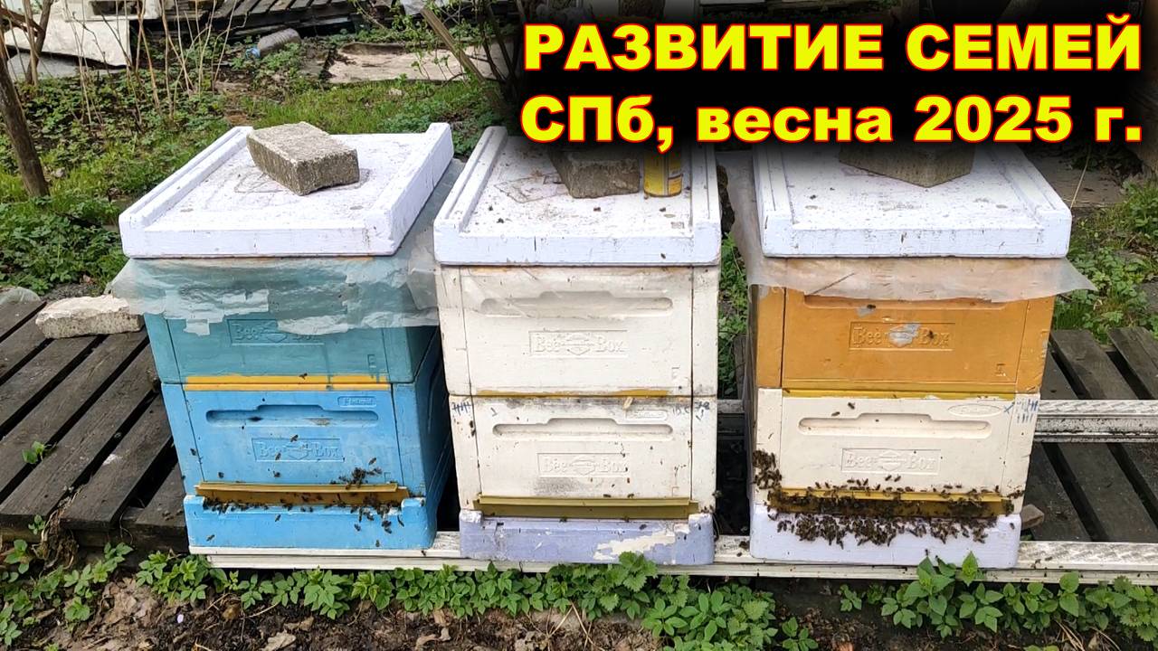 Развитие семей. Санкт - Петербург, весна 2005г.