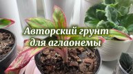 Пересадка аглаонемы Крит в «авторский грунт»