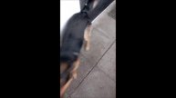 Собака. Кот. Том и Фокс