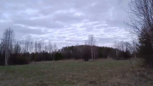 oxota.prof Секреты вечерней охоты на вальшнепа Вечерняя тяга шаг за шагом.
