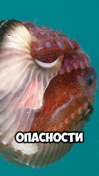 Как ОСЬМИНОГИ находят пару?