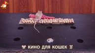 Видео для кошек про крысок развлекать питомцев 🐭🐀😂 (94)