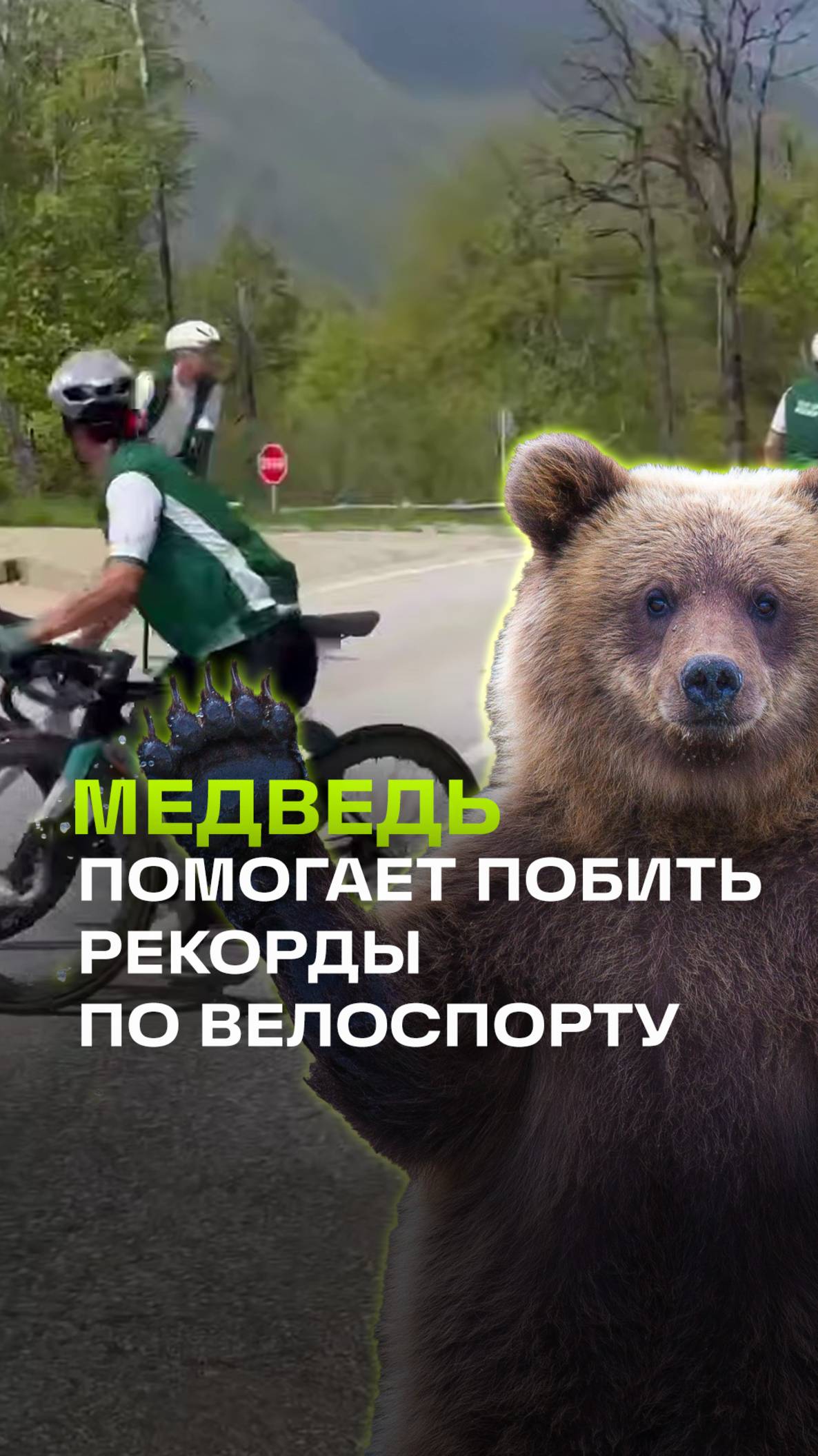 Медведь стал неожиданным препятствием для велогонщиков в Красной Поляне