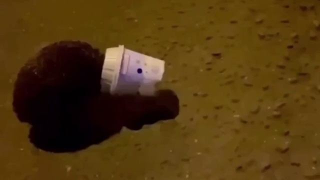 В Кожухово прохожий вытащил ежа-гурмана, который засунул голову в стакан из-под мороженого