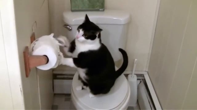 Ох уж эти животные