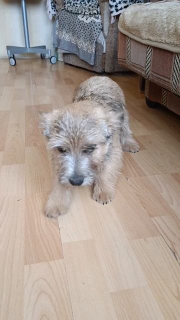 Норвич терьер, девочка, доступна к продаже!!