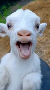 Cat 🐈 & cute baby 🐥 laughing video #funnyvideo #cutebaby #comedy #laugh #shorts
