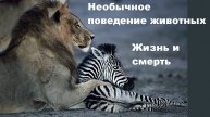 Необычное поведение животных. Жизнь и смерть (5/18)