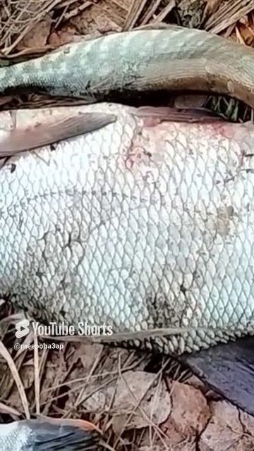 пошла жара поймали большого леща на пирог и щучкитна котлеты