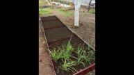 Садовый участок. Часть 25