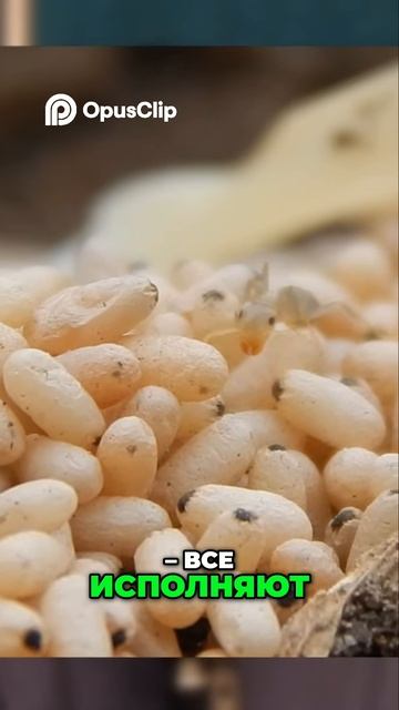 Касты Муравьев: Секреты Эффективной Организации